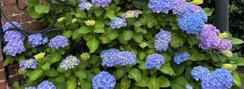 Aktuelles: Schließung Osterferien 2026, Blumenbild, Bezirksmuseum Hernals