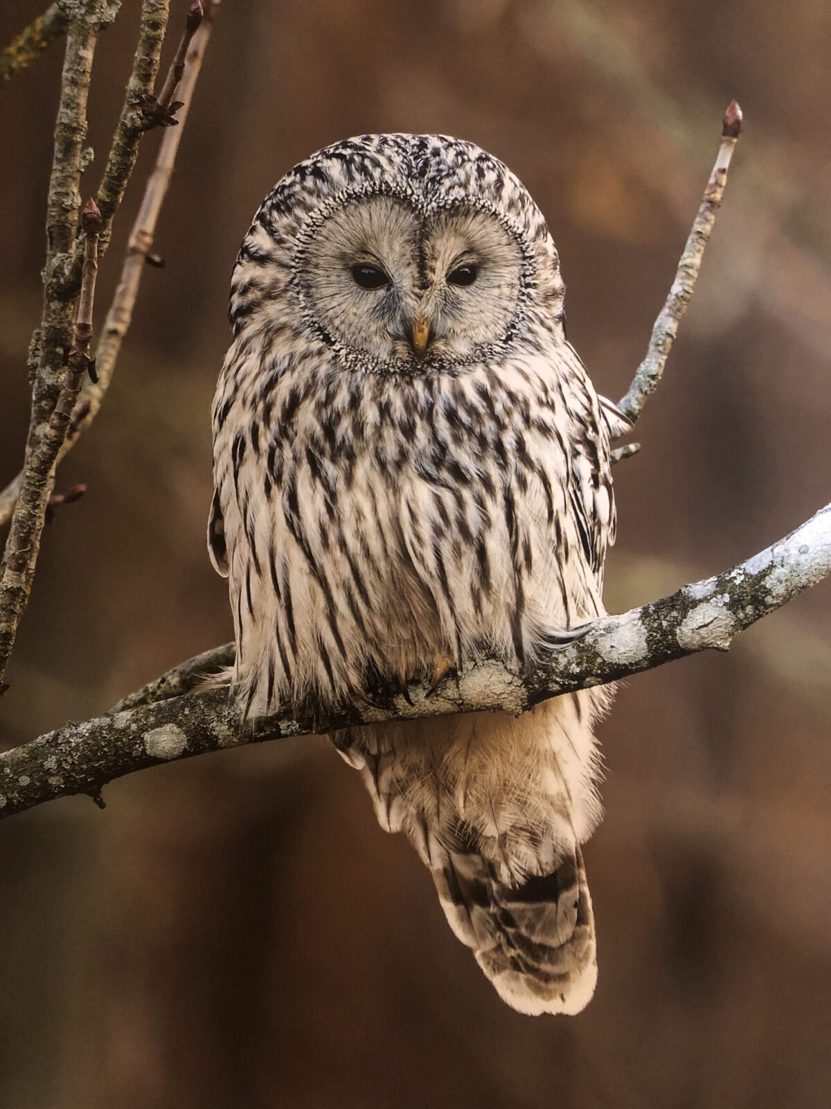 Ausstellung: Hietzinger Perlen, Habichtskauz im Lainzer Tiergarten, Foto: Michael Weichinger, Bezirksmuseum Hietzing, 2026